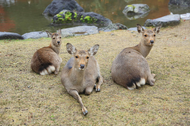 神聖な秋の奈良公園のシカ - 写真・画像