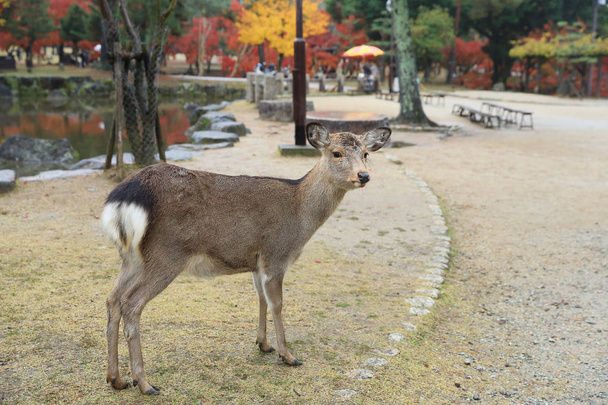 神聖な秋の奈良公園のシカ - 写真・画像