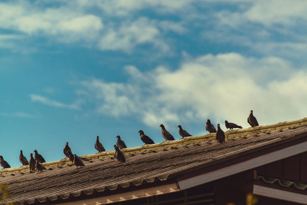 Many grey Pigeons Sitting on the Roof on a Sunny Day. vintage to - Valokuva, kuva