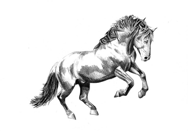 dibujo a mano alzada cabeza de caballo lápiz
 - Foto, imagen