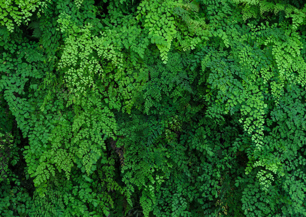 Yeşil bitki duvar siyah baldırıkara otu fern veya Adiantum Fern  - Fotoğraf, Görsel