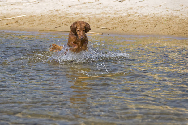 Koira leikkii rannalla
 - Valokuva, kuva