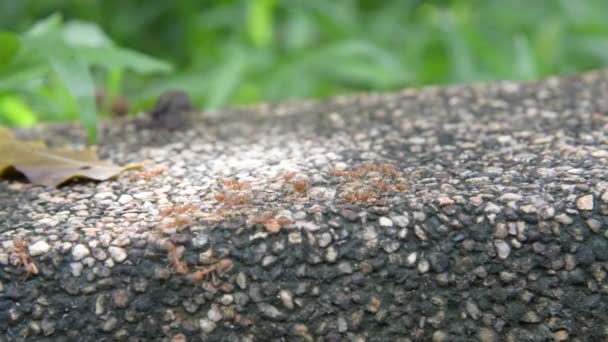 Grupa mrówek na łonie natury. - Materiał filmowy, wideo