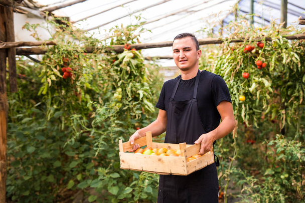 Young man farmer carrying tomatoes in hands  in wooden boxes in a greenhouse. Small agriculture business. - Fotoğraf, Görsel