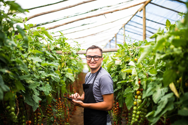 Młodego człowieka, agronom, sprawdzanie stanu pomidory warzyw na tablecie na szklarni - Zdjęcie, obraz