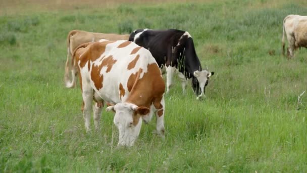 Lehmä laidunnettu niityllä
 - Materiaali, video