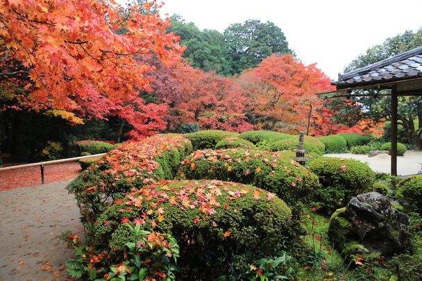 φθινοπωρινή περίοδο του Shisen-do κήπου - Φωτογραφία, εικόνα