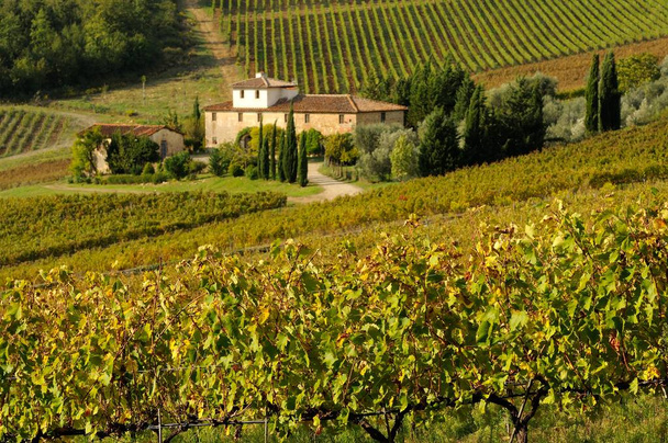 виноградник в Кьянти, Тоскана, Италия. - Фото, изображение