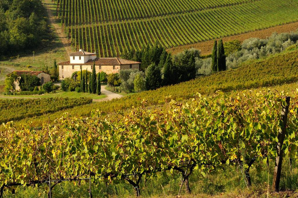 Chianti bölgesindeki üzüm bağları, Toskana, İtalya. - Fotoğraf, Görsel