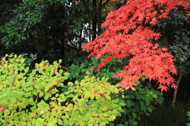 Shisen-do-kert őszi szezon - Fotó, kép
