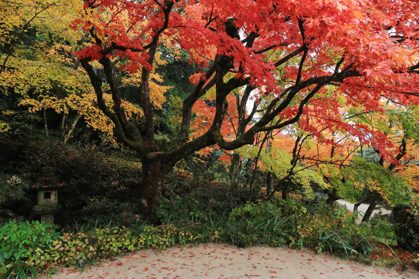 Shisen-do Κήπος - Φωτογραφία, εικόνα