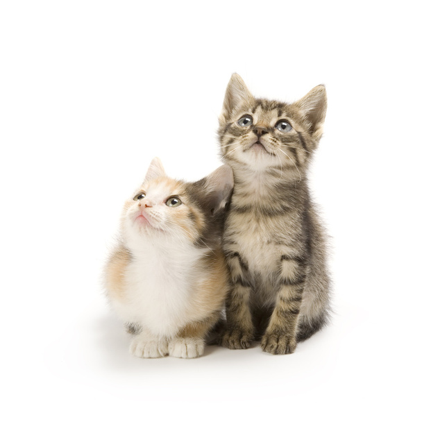 Kittens - Φωτογραφία, εικόνα