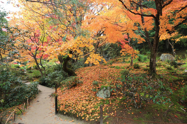temporada de otoño de Shisen-do jardín
 - Foto, Imagen