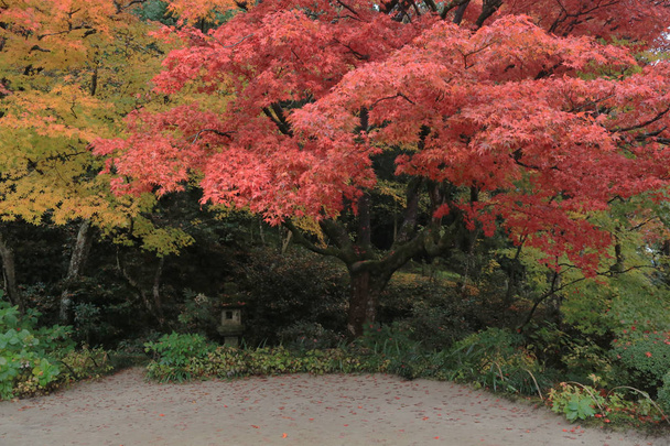stagione autunnale del giardino Shisen-do
 - Foto, immagini