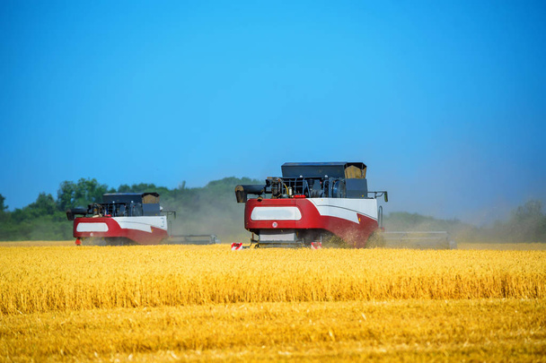 Зернозбиральні комбайни працюють на пшеничному полі
 - Фото, зображення