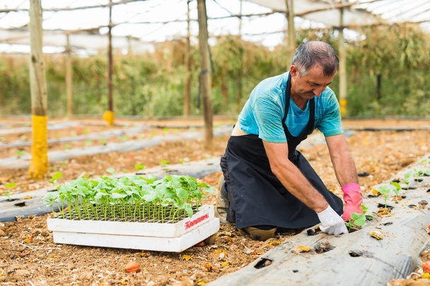 Hombre mayor plantando una plántula de pimiento joven en el invernadero
 - Foto, Imagen