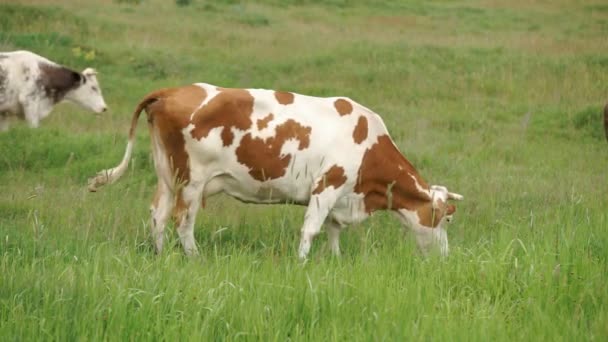Kuh graste auf der Weide - Filmmaterial, Video