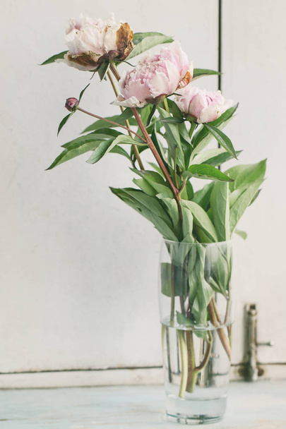 Pink blossom peonies - Valokuva, kuva