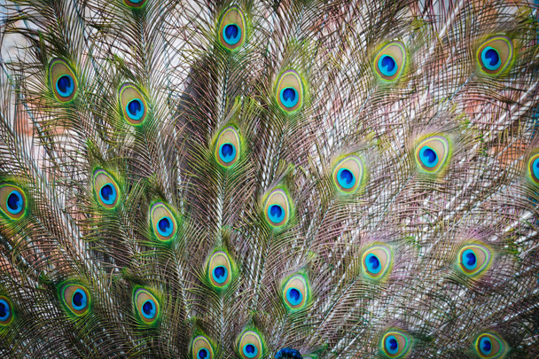 Peacock detalle de pluma con ojos bonitos
 - Foto, Imagen