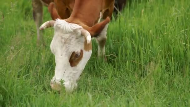 Cow Grazed in the Meadow - Footage, Video