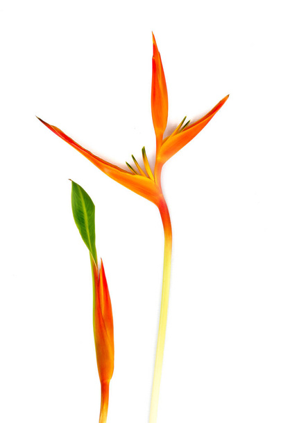 Piękny czerwony, żółty i pomarańczowy kwiat Heliconia (Heliconia spp.). - Zdjęcie, obraz