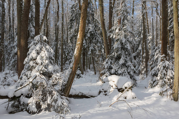 Paisaje invernal de bosque principalmente caducifolio en luz del atardecer
 - Foto, imagen