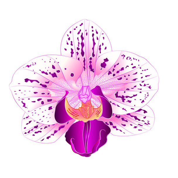 Beautiful purple and white Orchid Phalaenopsis flower closeup isolated vintage  vector illustration editable hand draw  - Vector, Image
