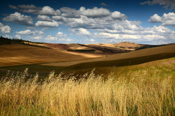 Maisema lähellä Asciano Sienaa. kultainen vehnäpelto ja sininen pilvinen taivas. Toscana, Italia
. - Valokuva, kuva
