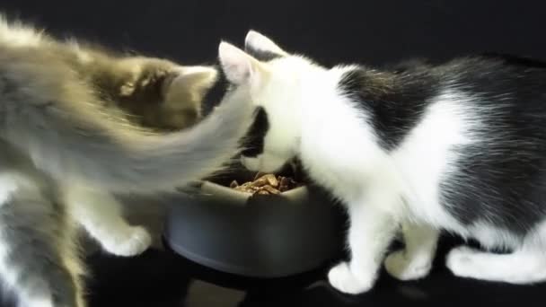 Petits chatons mangeant dans leur bol - Séquence, vidéo
