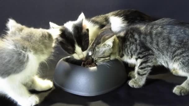 Kleine Kätzchen fressen aus der Schüssel - Filmmaterial, Video