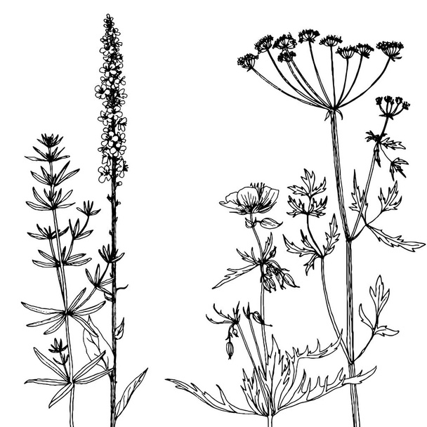 Background with ink drawing herbs and flowers - Διάνυσμα, εικόνα