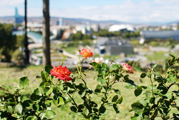 Flores sobre un fondo borroso del panorama del centro de
  - Foto, Imagen