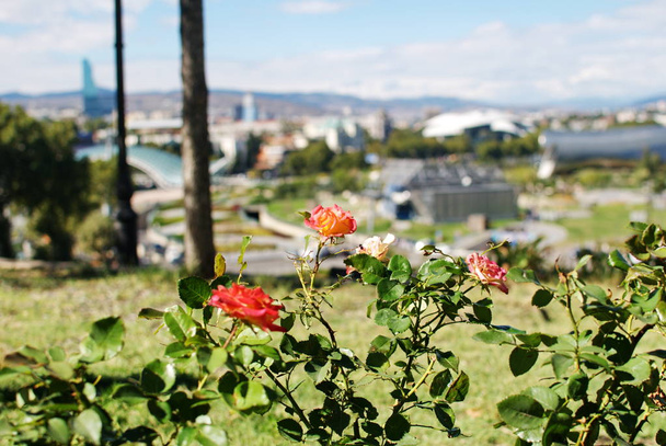 Квіти на розмитому тлі панорами центру
  - Фото, зображення