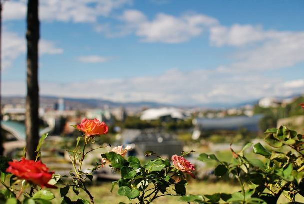 Flores sobre un fondo borroso del panorama del centro de
  - Foto, Imagen