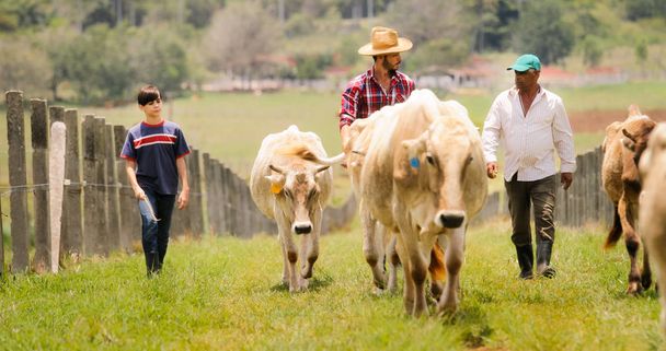 Grandfather Father Child Pasturing Cows In Family Ranch - Foto, Imagen