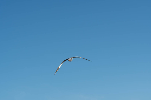 Uccello che vola sul cielo limpido - Foto, immagini
