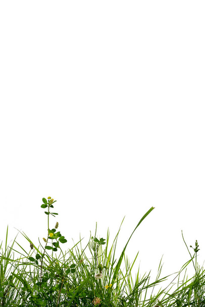 marco de hierba verde y trébol en la parte inferior de la imagen vertical aislado sobre fondo blanco con espacio de copia para su texto
 - Foto, Imagen