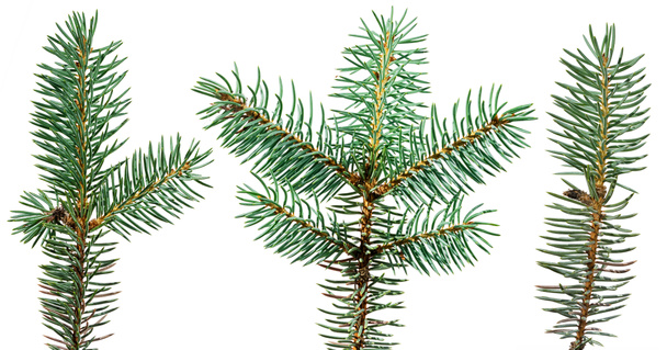 set of three fir tree branches isolated on white background for your christmas design - Photo, Image