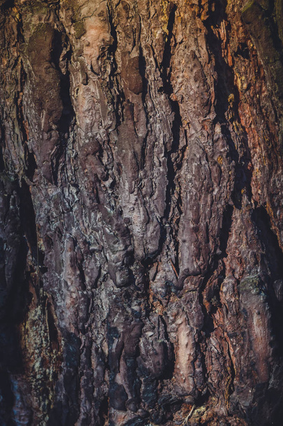 Tree Bark Macro Retro - Photo, Image