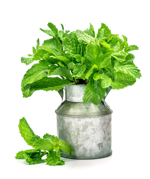 the fresh green mint leaf bush on white background - Photo, Image