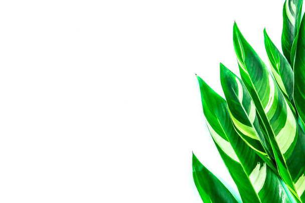 The Tropical green leaf on white background as frame border with - Фото, зображення