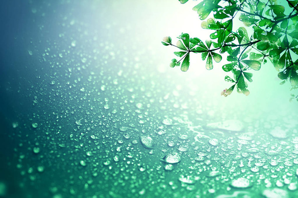 Κλείνω τα φρέσκα πράσινα φύλλα και το νερό της βροχής πέφτει στο σκοτάδι β - Φωτογραφία, εικόνα