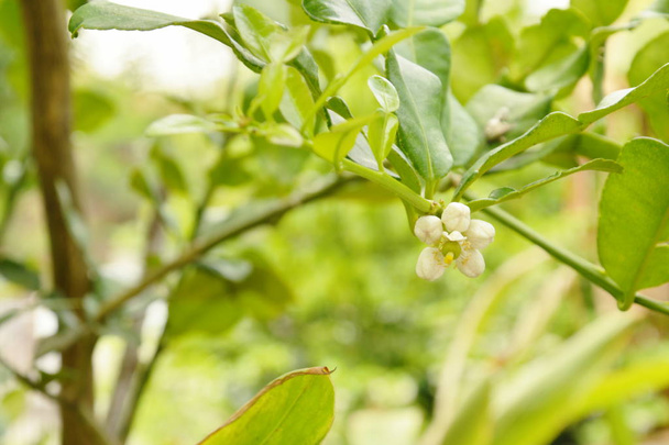  Kaffir lime flower tropical plant and herb blooming in garden - Photo, Image