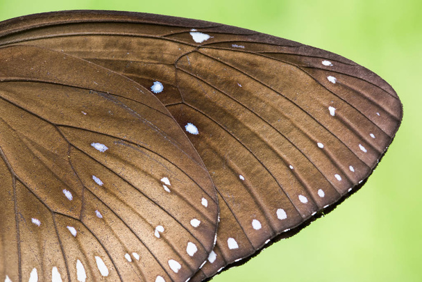蝶の羽のクローズ アップ - 写真・画像