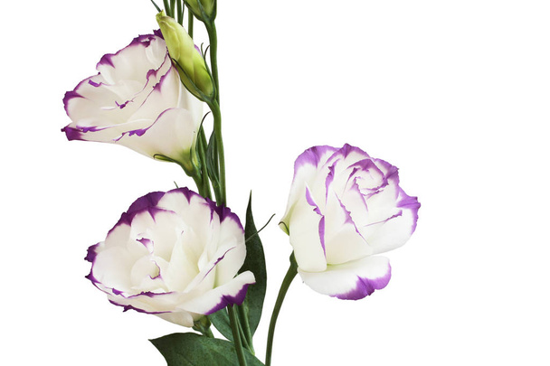 Bílá s fialovými okraji eustoma květina izolovaných na bílém pozadí - Fotografie, Obrázek