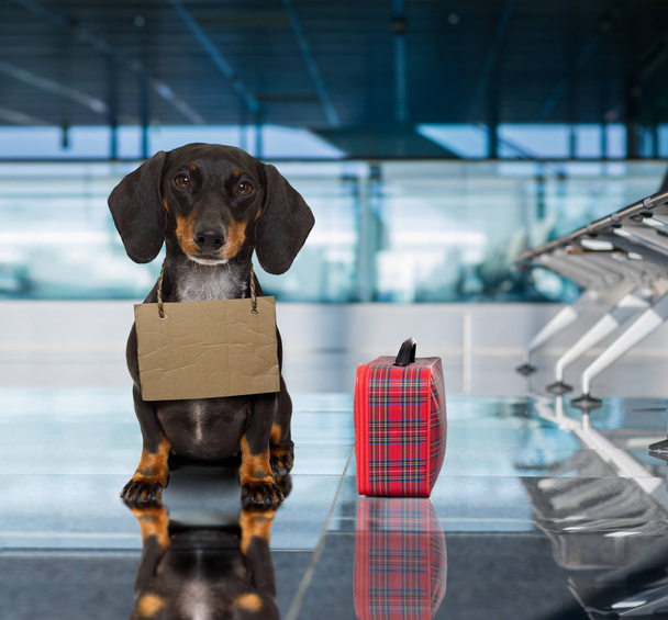 dog in airport terminal on vacation ready for transport in a box - Foto, imagen