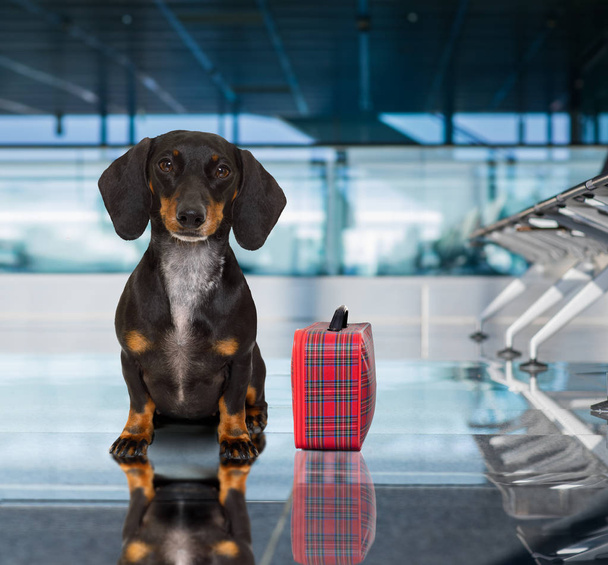 dog in airport terminal on vacation - Fotoğraf, Görsel