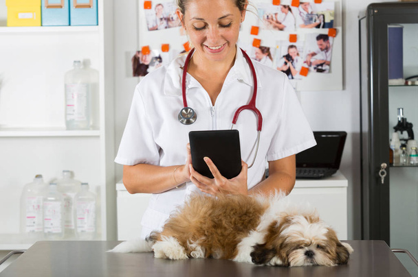 Veterinarian at the clinic with Shih Tzu - Photo, Image