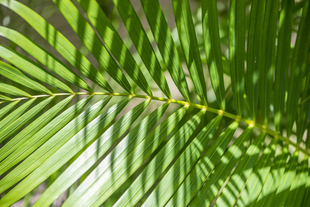 Close up Palm tree for beautiful pattern - Foto, afbeelding