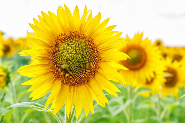 The flowers of sunflower . - Photo, Image